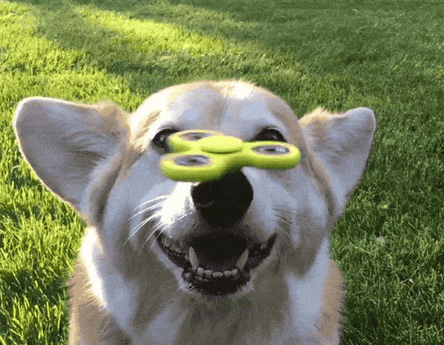 spinner-dog.gif
