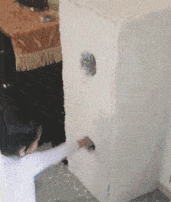 the-cat-wins-this-round.gif