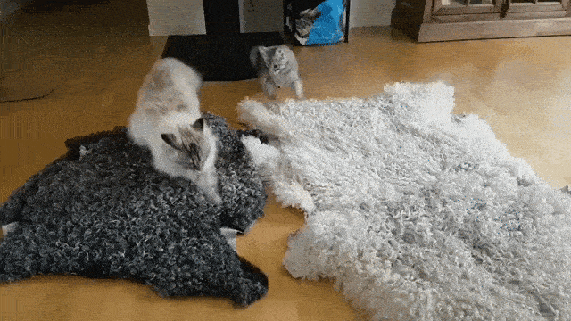 these-are-hilarious-cats.gif