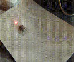this spider having fun
