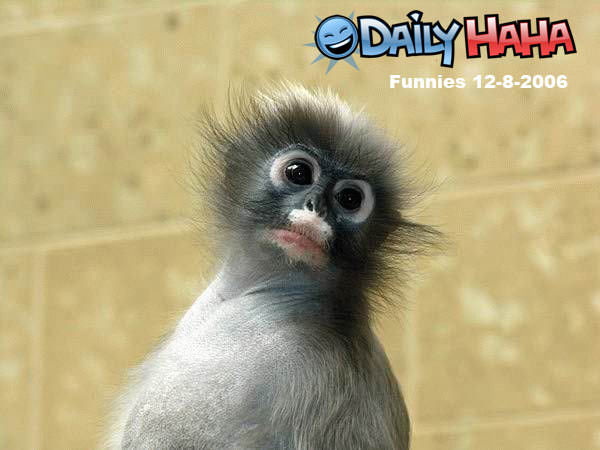 DailyHaHa
