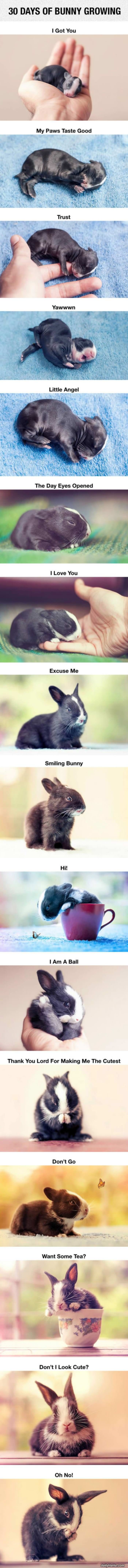 30 days of bunny growth funny picture