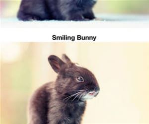 30 days of bunny growth funny picture
