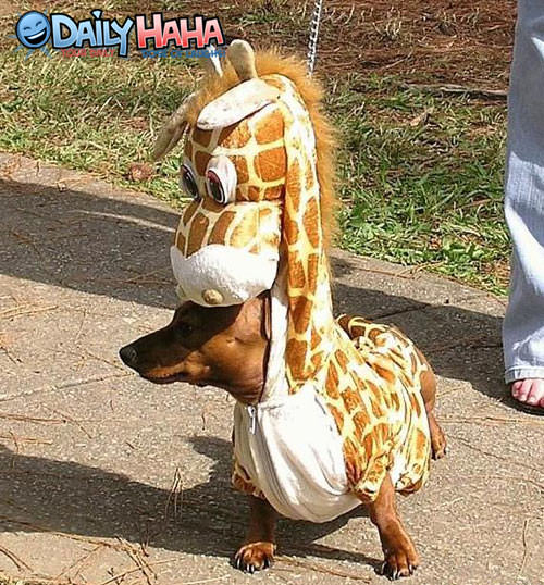 Dog Giraffe