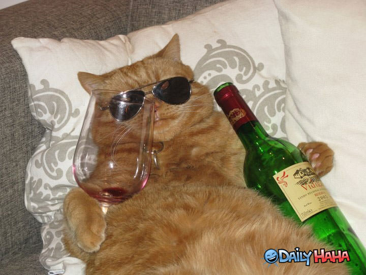 Drunk-Cat.jpg