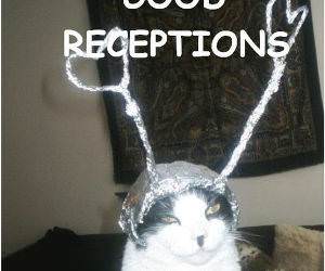 Good Reception Cat
