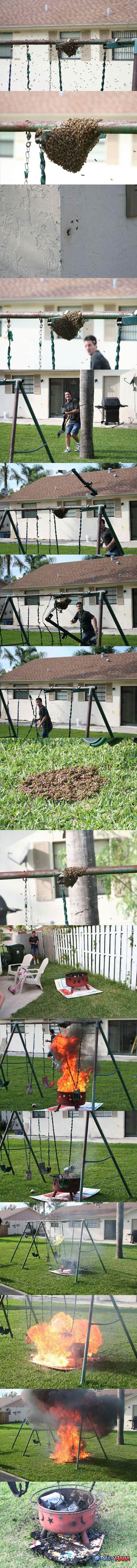 How-to-Remove-a-Bee-Hive.jpg
