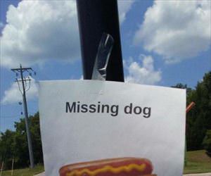 Missing a dog