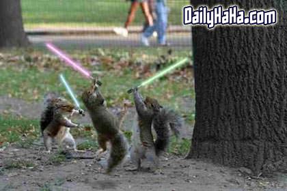 Squirrels Fighting