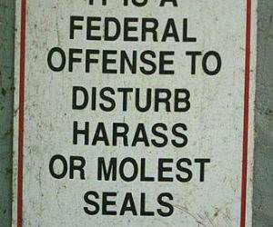 warning to all seal molestors