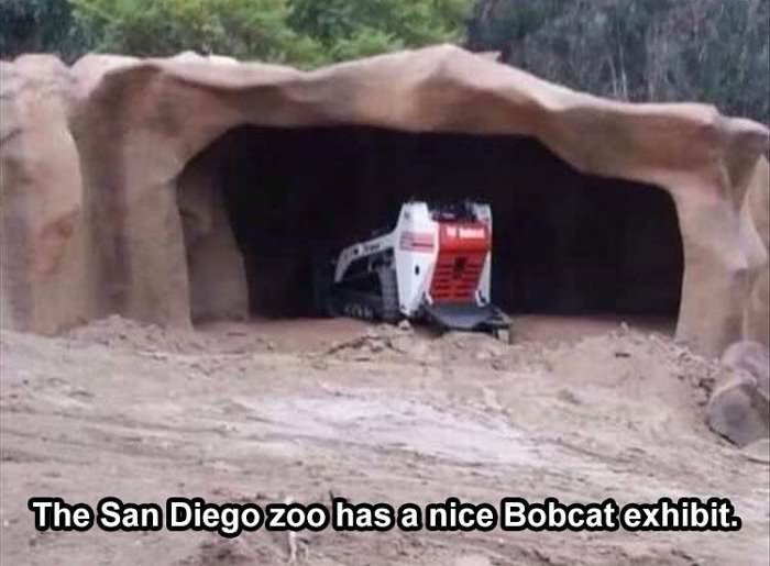 a bobcat exhibit