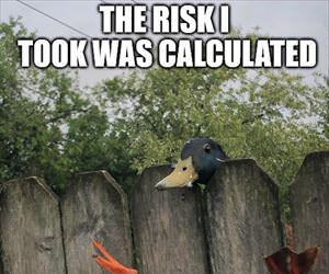 a calculated risk