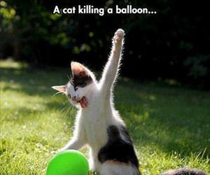 a cat killing a balloon
