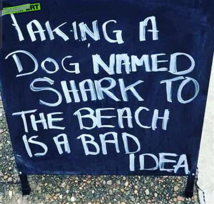 a dog named shark