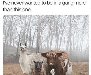 a gang