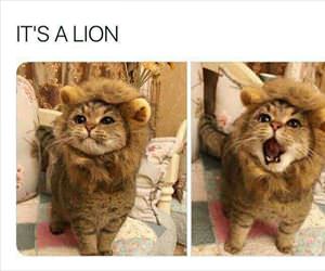 a lion