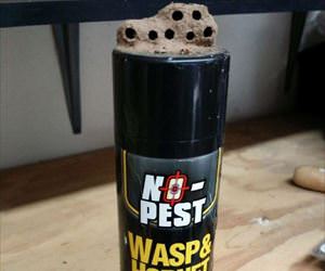 a wasp problem