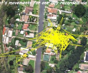 a cats movements tracked funny picture