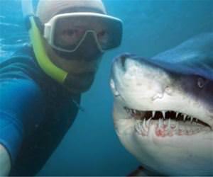a crazy selfie with a shark funny picture