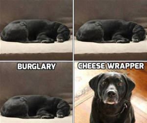 a dogs priorities funny picture