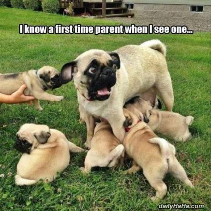 a first time parent funny picture