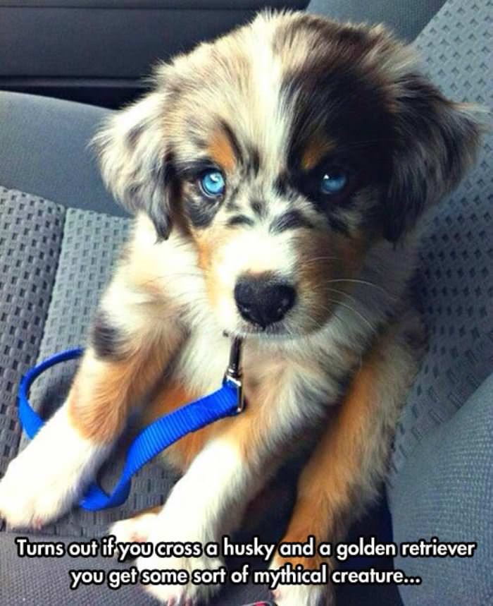 a husky crossed with a golden funny picture