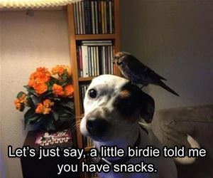 a little birdy funny picture