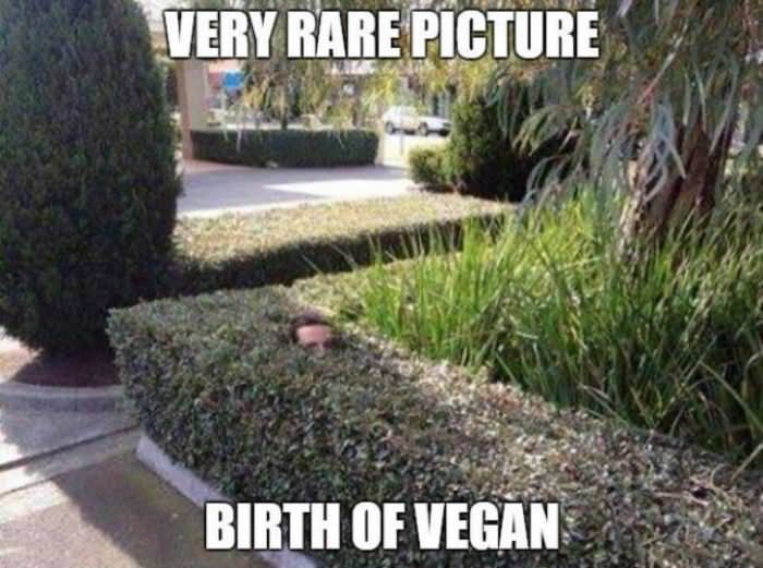 a very rare picture funny picture
