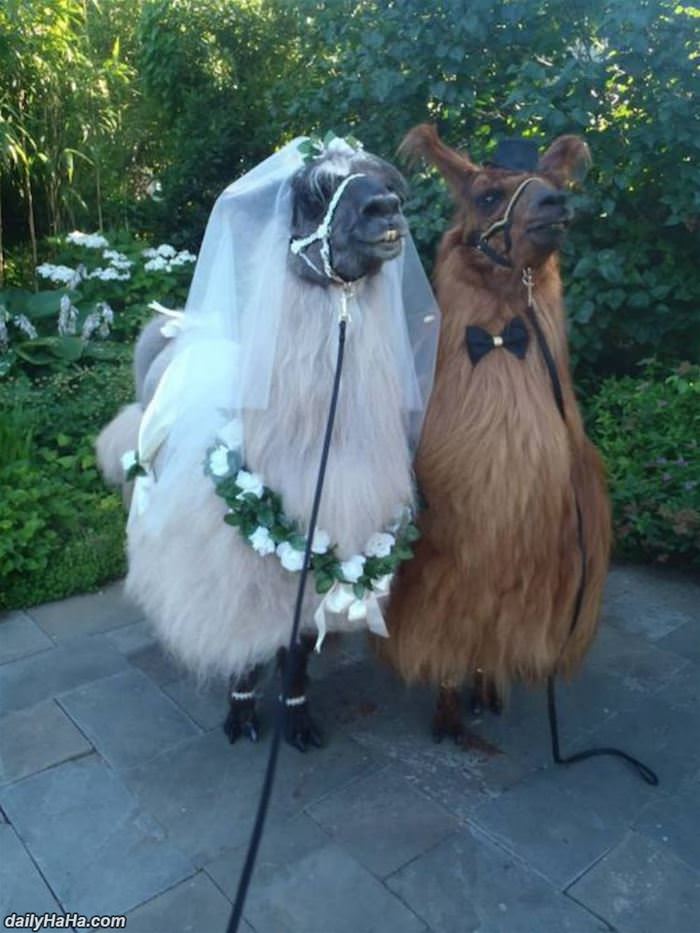 a wonderful wedding funny picture