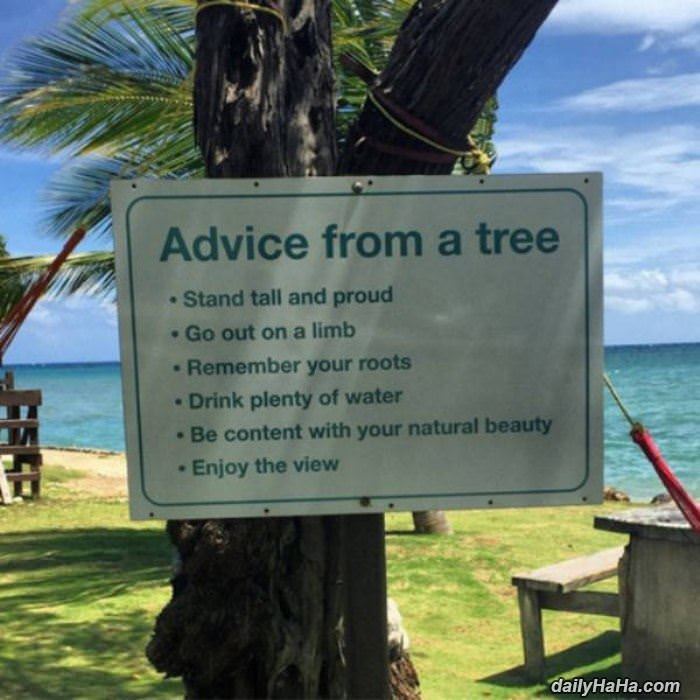 advice from a tree funny picture