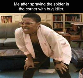 after spraying the spider