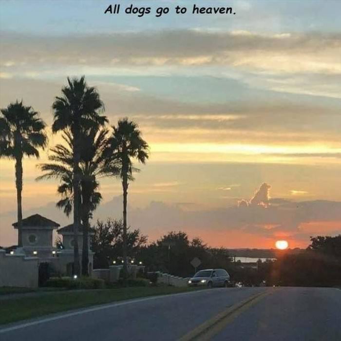 all dogs go to heaven