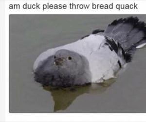 am a duck now