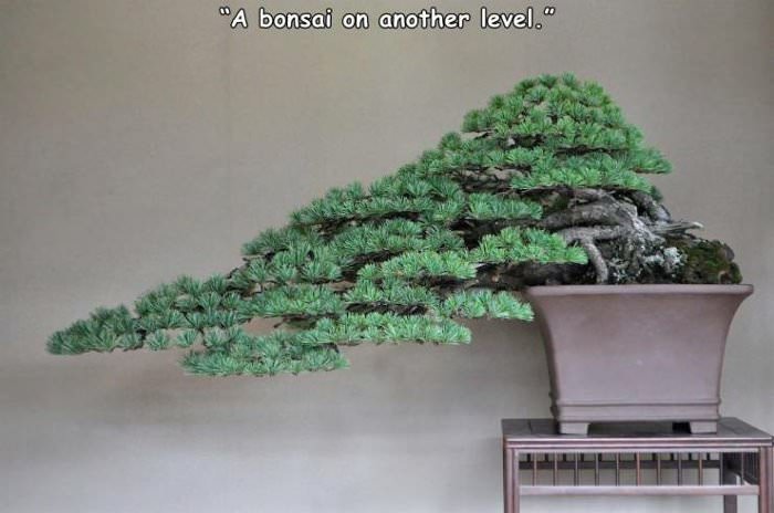 an awesome tree