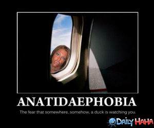 Anatidaephobia funny picture