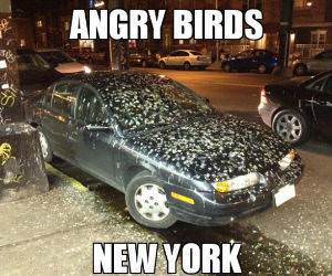 Angry Birds New York funny picture