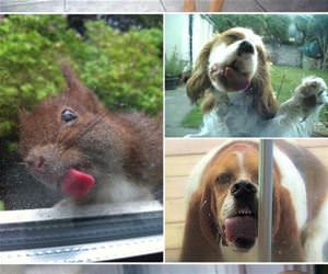 animals licking windows funny picture
