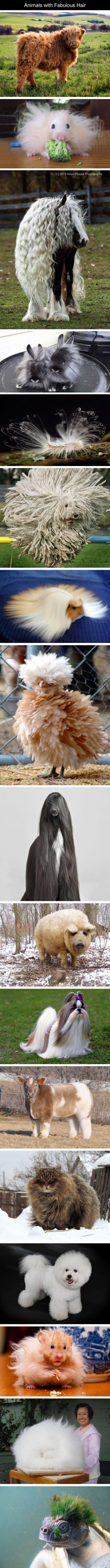 animals with fabulous hair funny picture