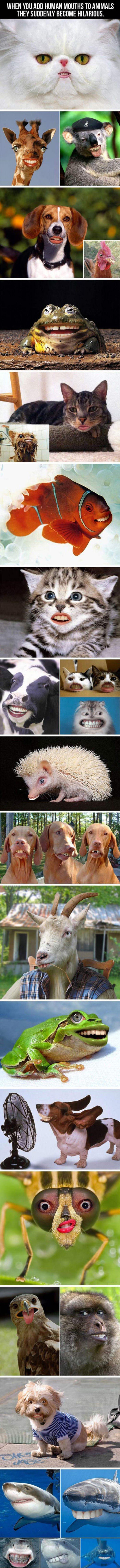 animals with human mouths funny picture