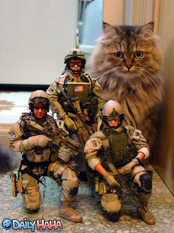 Army Cat