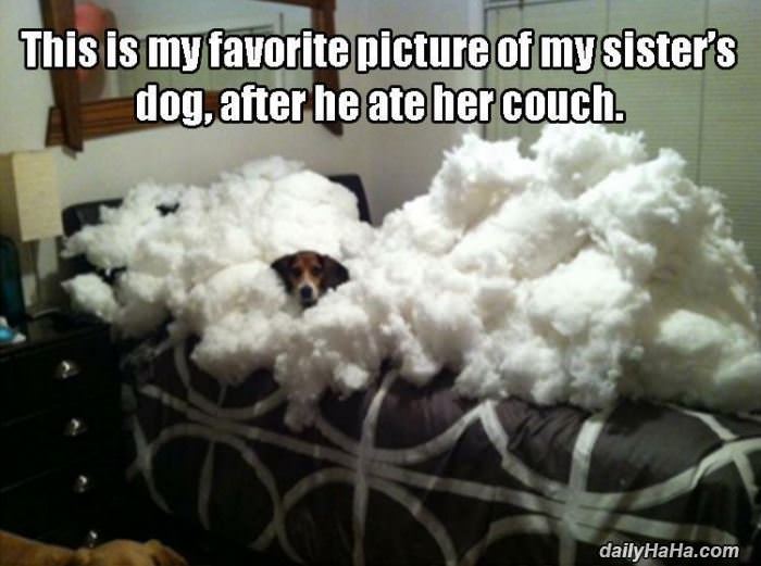 ate the couch funny picture