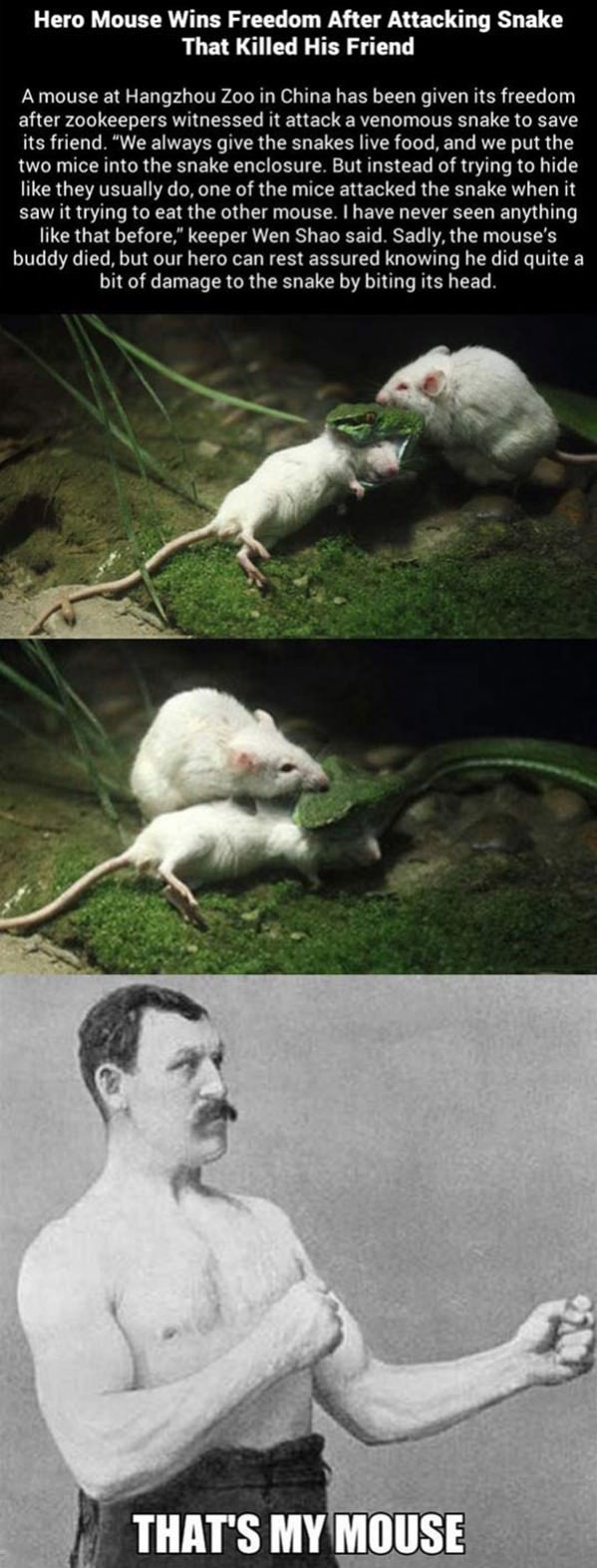 Attack Mouse funny picture
