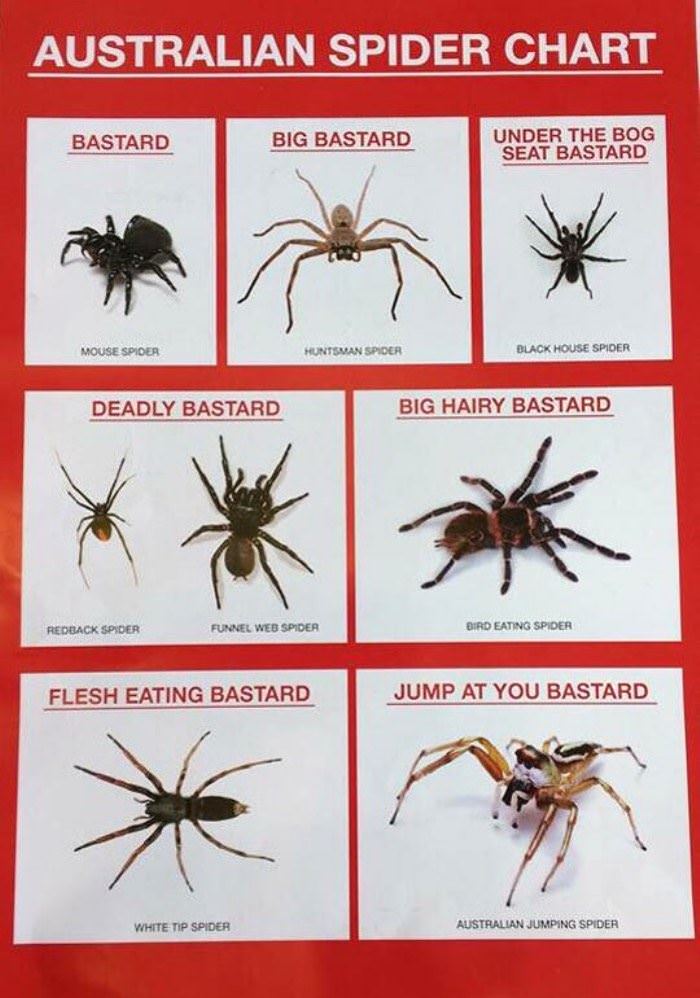 australian spider  chart funny picture