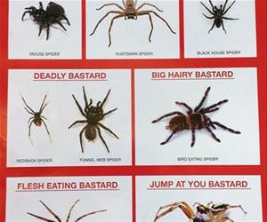 australian spider  chart funny picture