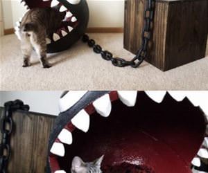 awesome cat bed funny picture