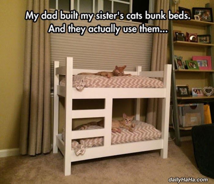 awesome cat bunk beds funny picture