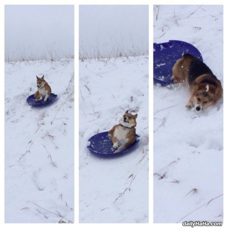 awesome day of sledding funny picture
