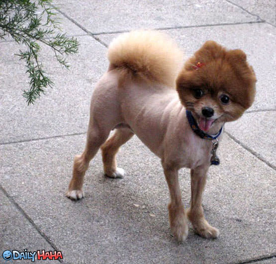 Awful Dog Haircut