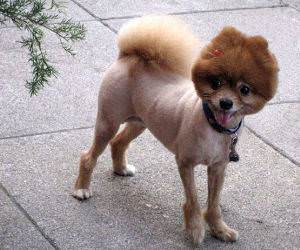 Awful Dog Haircut