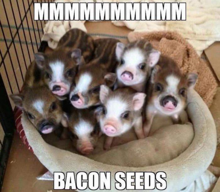 bacon seeds funny picture